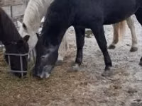 घोड़ा, Lipizzaner — फ़ोटो 5