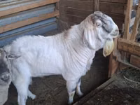 बकरा, Beetal goats — फ़ोटो 1