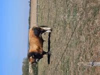 Bull, Partenaise cattle — photo 1