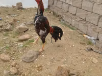 Chickens — الصورة 7