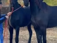 Stute, Friesian — Foto 1
