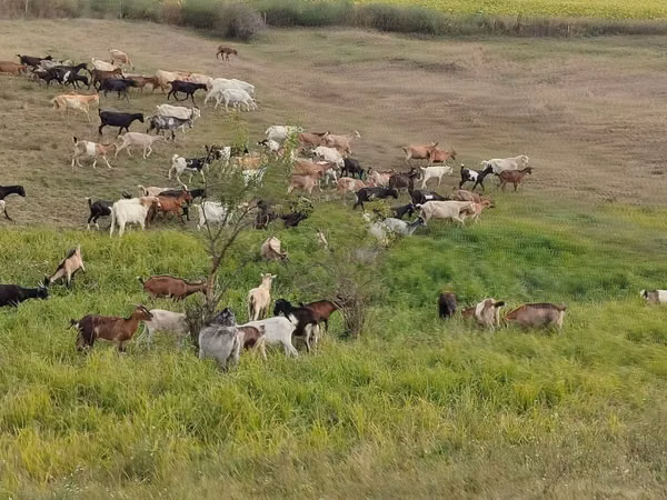 母山羊, Goats