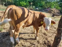 Toro, Raza gris húngara — foto 2