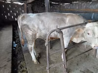 Toro, Vaca roja sin cuernos — foto 3
