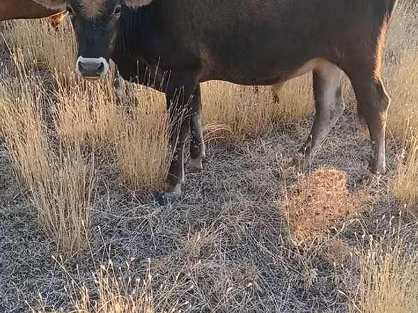 Bull, Cattle
