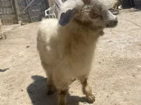 Cabra, Angora goats — foto 3