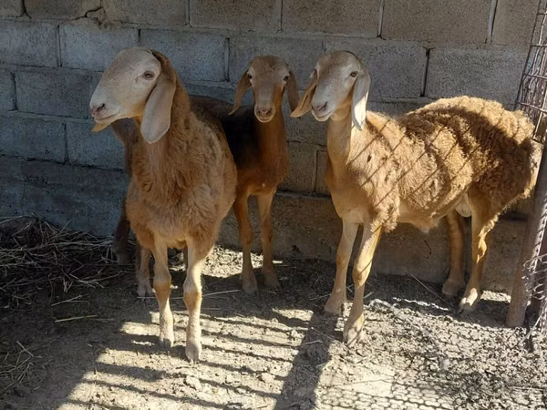 Dume la kondoo, Arashan sheep