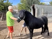 Hengst, Welsh Cob — Foto 3