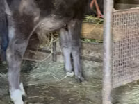 Bull, Alatau breed — photo 2