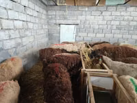 Kondoo jike, Beulah Speckled face sheep — picha 5