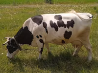 Kuh, Russian Black pied cattle — Foto 1