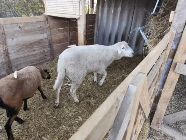 Ram, Cameroon sheep