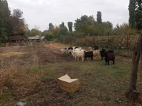 Cabra, Alpine goat — foto 4