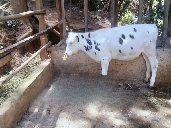 Ng'ombe jike, Banda la Holstein