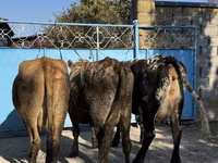 Cow, Cattle — photo 2