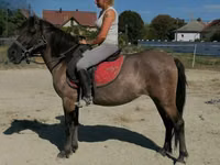 Farasi jike, Polish pony — picha 1