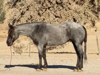 حصان, Quarter Horse — الصورة 2