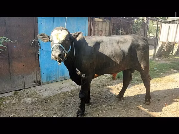 Ng'ombe dume, Aberdeen – Angus