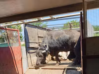母牛, African Buffalo — 照片 1