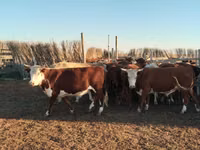 Toro, Simmental cattle — foto 1