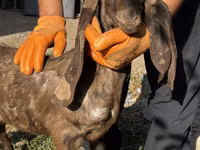 Goat, Kamori goats — photo 4