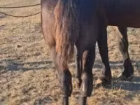 घोड़ा, Percheron — फ़ोटो 4