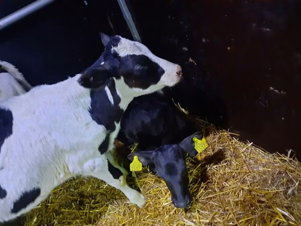 Bull, Limousin cow