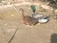 Ducks — picha 1