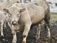 Toro, Charolais cattle — foto 1