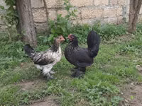 Chickens — Foto 8