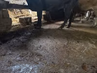 母牛, Cattle — 照片 1