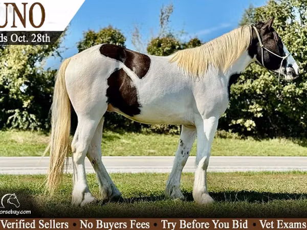 Hengst, Gypsy horse