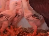 Chickens — 照片 4
