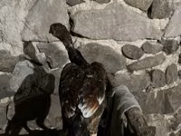 Chickens — الصورة 2
