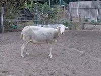 Schaf, Lacaune sheep — Foto 6
