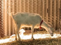 Mbuzi (kikundi, jinsia haijatajwa), Saanen goat — picha 2