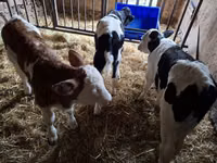 ثور, Russian Black pied cattle — الصورة 3