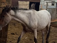 Farasi dume, Kustanai horse — picha 4