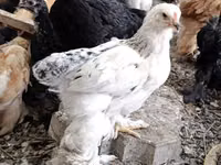 براهما — الصورة 3