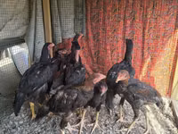 Chickens — 照片 2