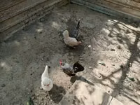 gallina danesa — foto 2