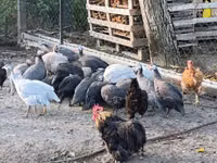 Guinea fowl — Foto 5