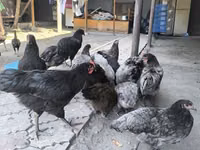 Australorp — photo 1