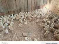 Chickens — 照片 8