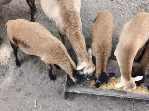 公羊, Cameroon sheep