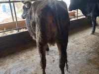 Ng'ombe jike, Swiss cattle — picha 2