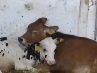गाय, गोलस्टीन नस्ल — फ़ोटो 5