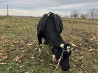 Kuh, Russian Black pied cattle — Foto 3