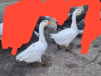 Geese — picha 4