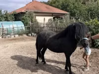 Hengst, Welsh Cob — Foto 4